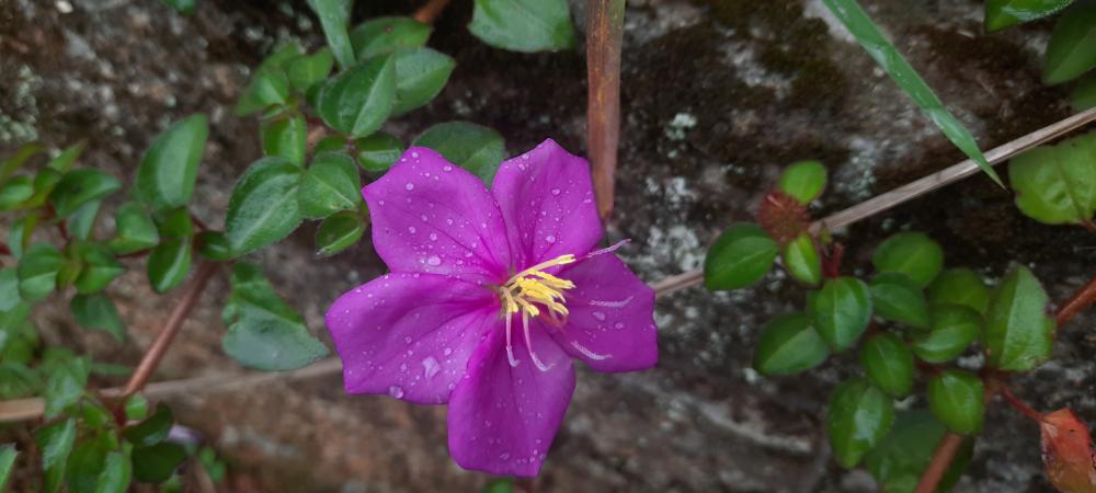 Malastar Melastome Flower Malastar Melastome Flower