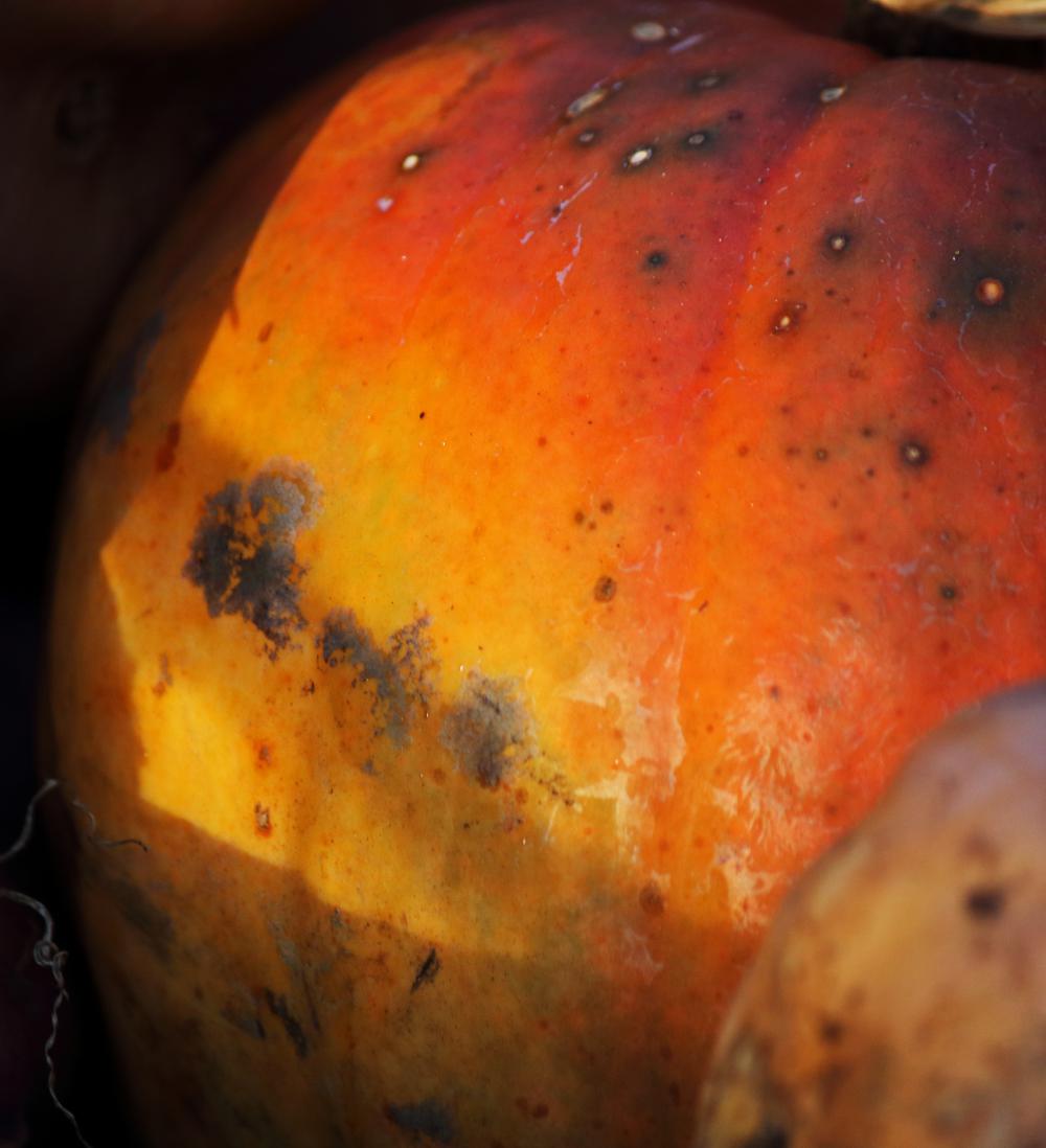 Yellow & Orange On Ripe Pumpkin Yellow & Orange On Ripe Pumpkin