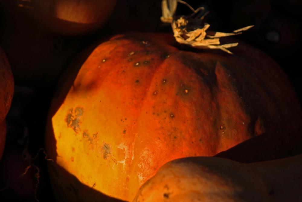Sunlight On Glowing Yellow Pumpkin Sunlight On Glowing Yellow Pumpkin