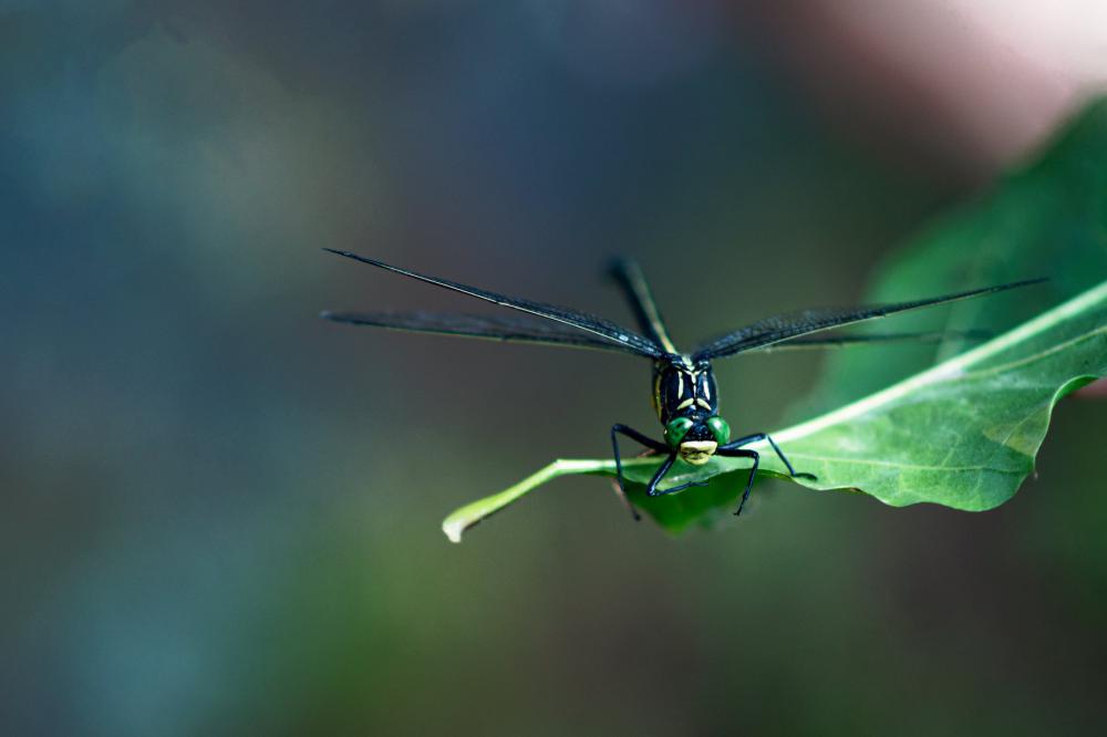 Dragonfly Ready To Take Flight Photo Dragonfly Ready To Take Flight Photo