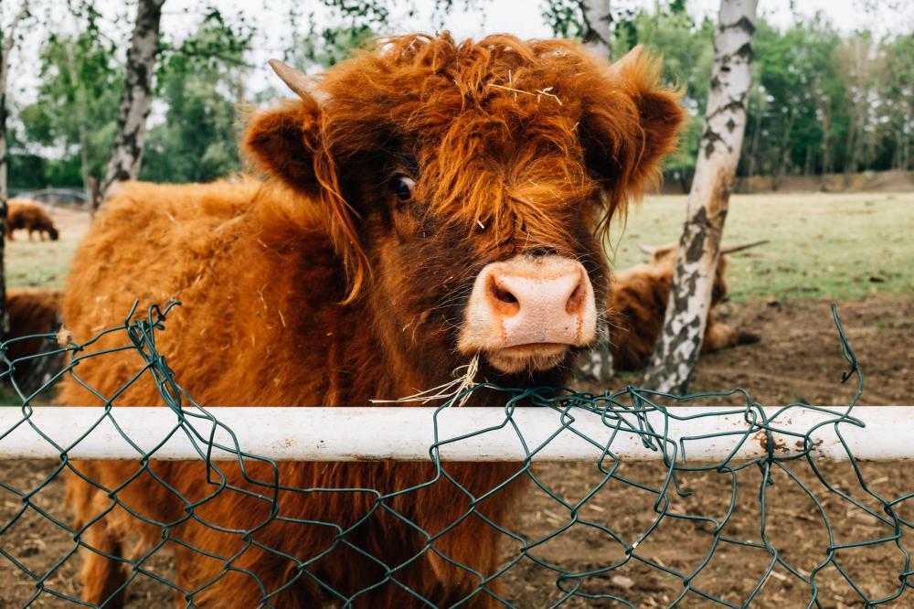 Close Up Of A Highland Cow Photo Close Up Of A Highland Cow Photo