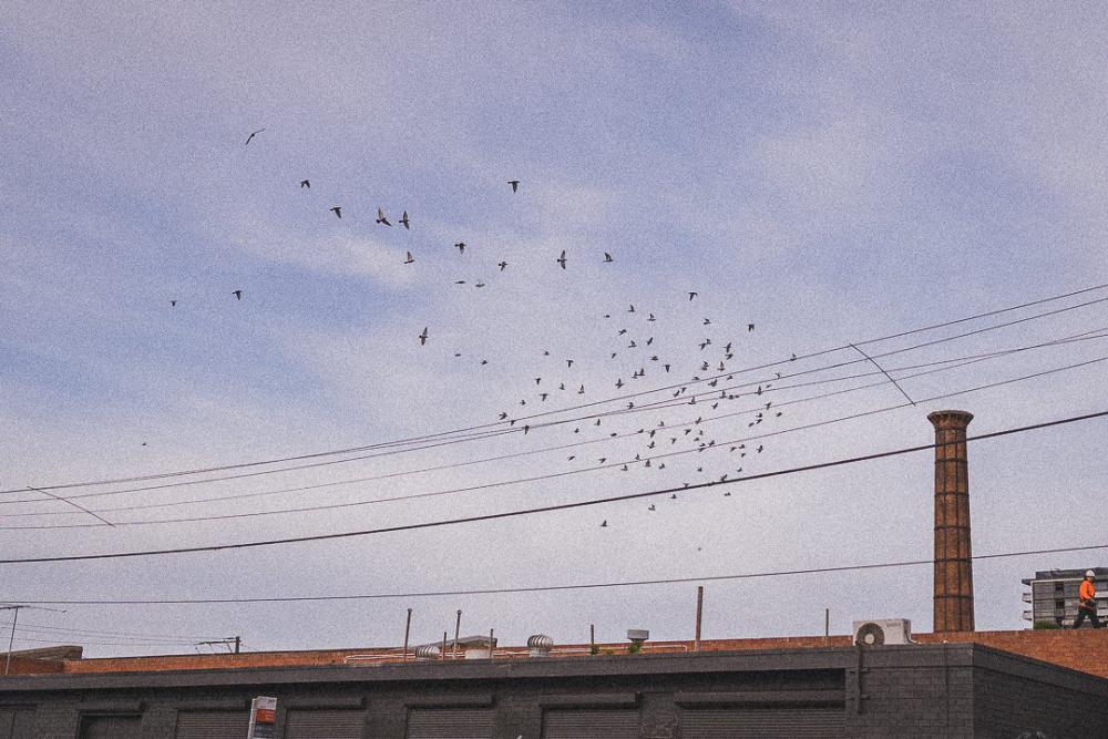 Film Grain And Flock Of Birds Photo Film Grain And Flock Of Birds Photo