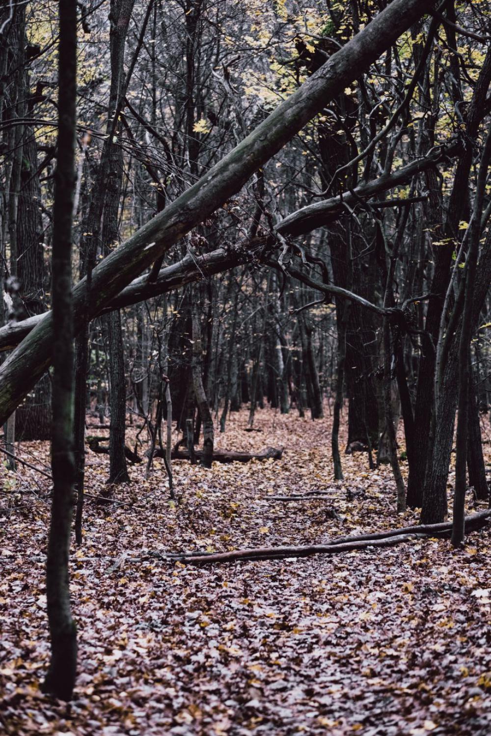Late autumn forest Late autumn forest