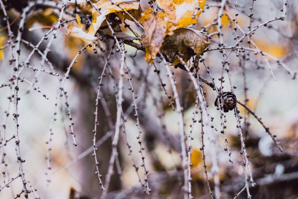 Autumn larch twigs Autumn larch twigs