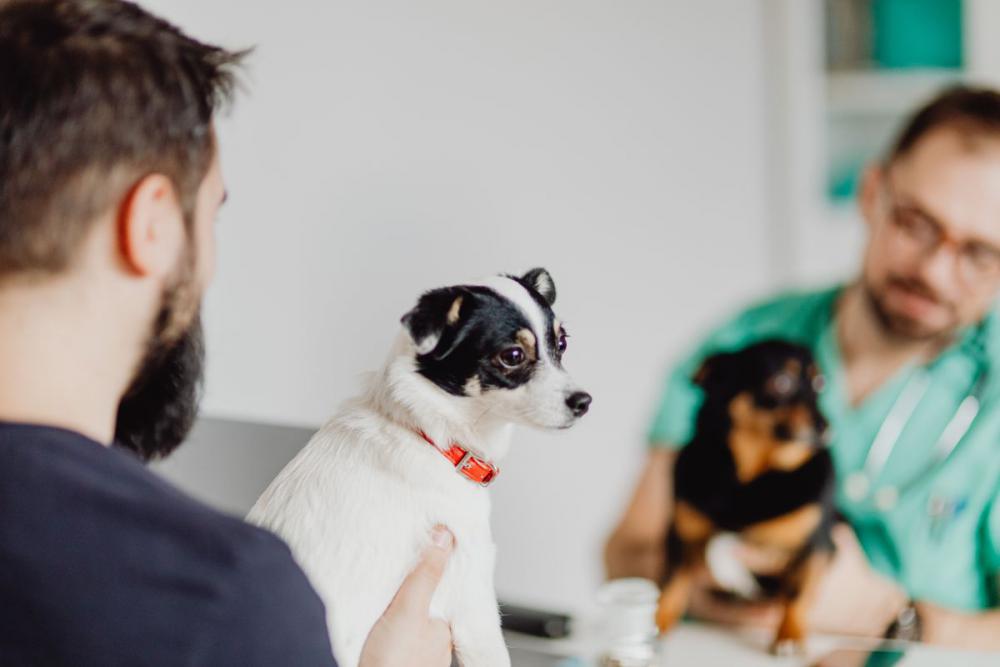 Young male doctor with dog - vet Young male doctor with dog - vet