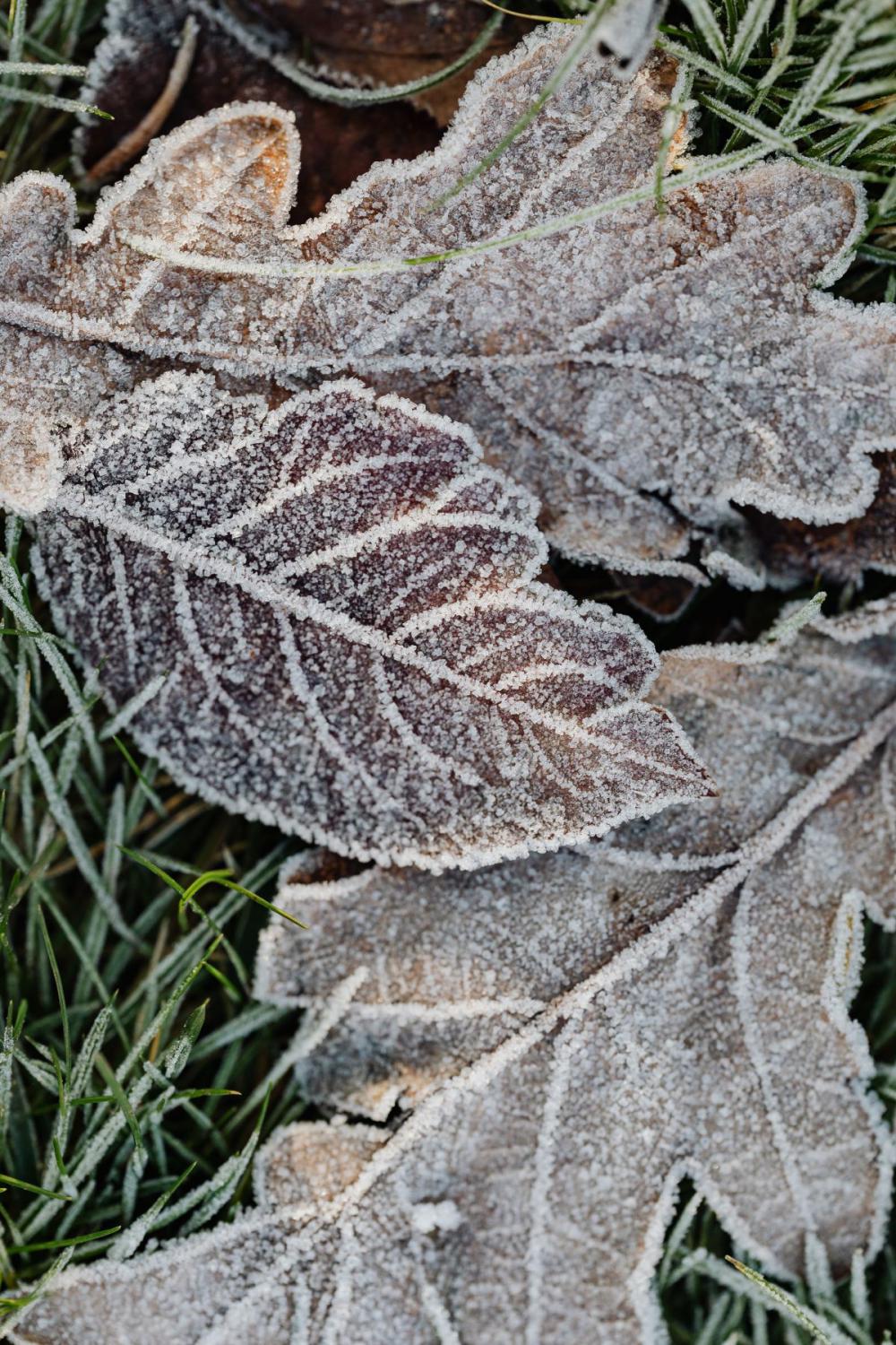 Morning frost on plants Morning frost on plants