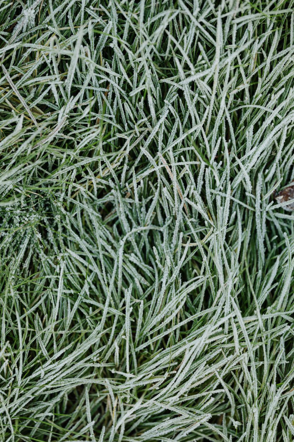 Morning frost on plants Morning frost on plants