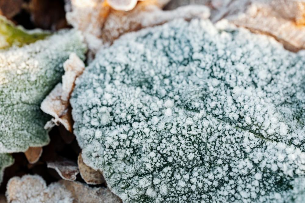 Morning frost on plants Morning frost on plants