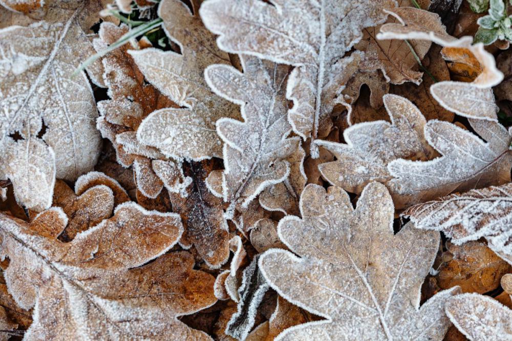 Morning frost on plants Morning frost on plants