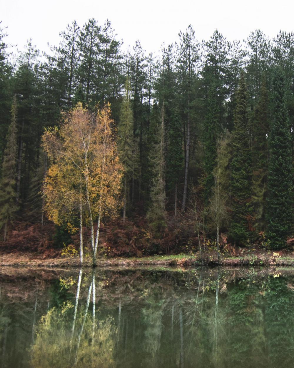 Sad forest Sad forest