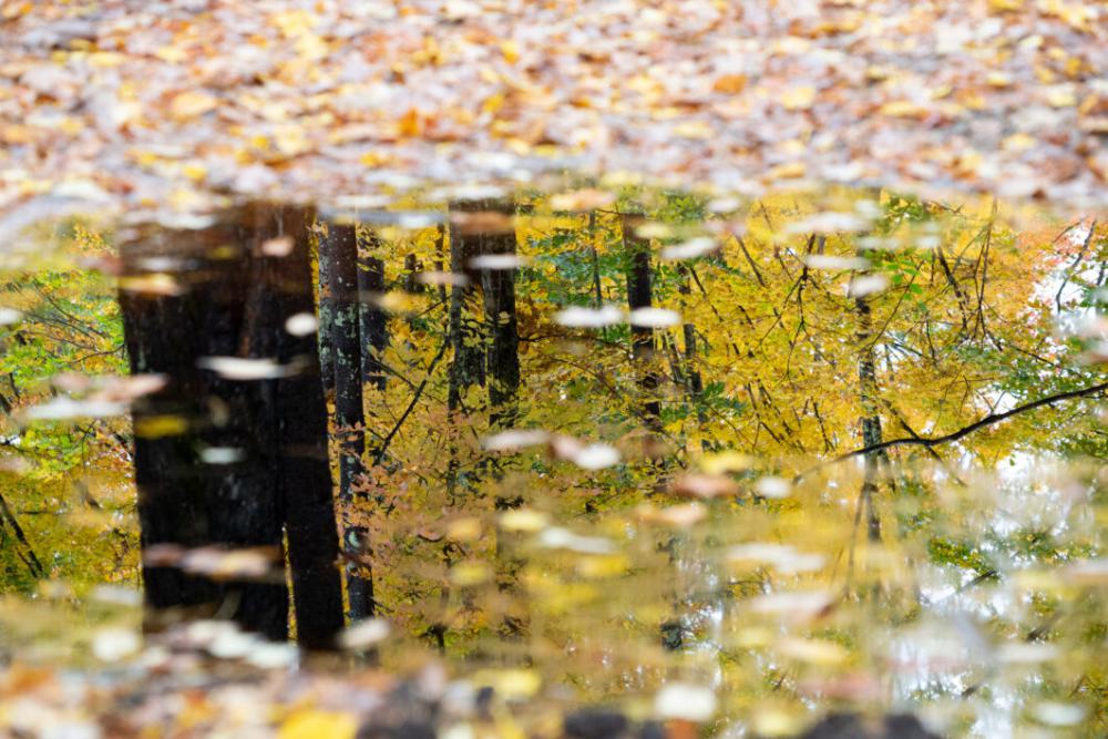 Fall Leaves Nature Free Photo Fall Leaves Nature Free Photo