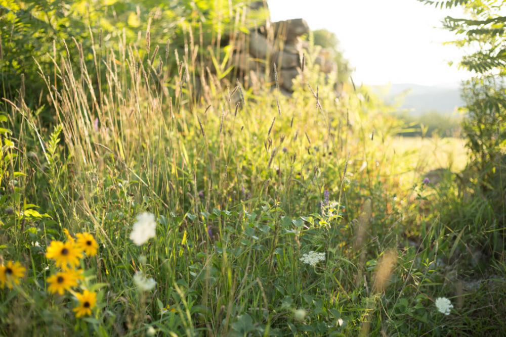 Summer Field Free Photo Summer Field Free Photo