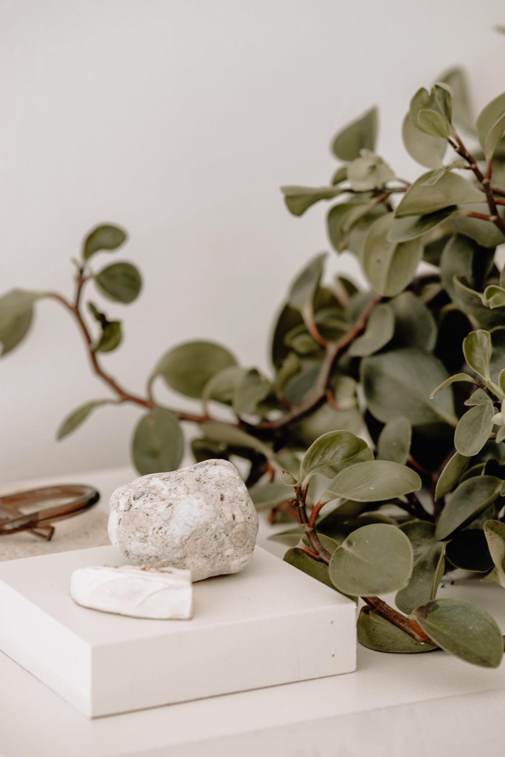 Green Plant And White Stone On Table Top Photo Green Plant And White Stone On Table Top Photo