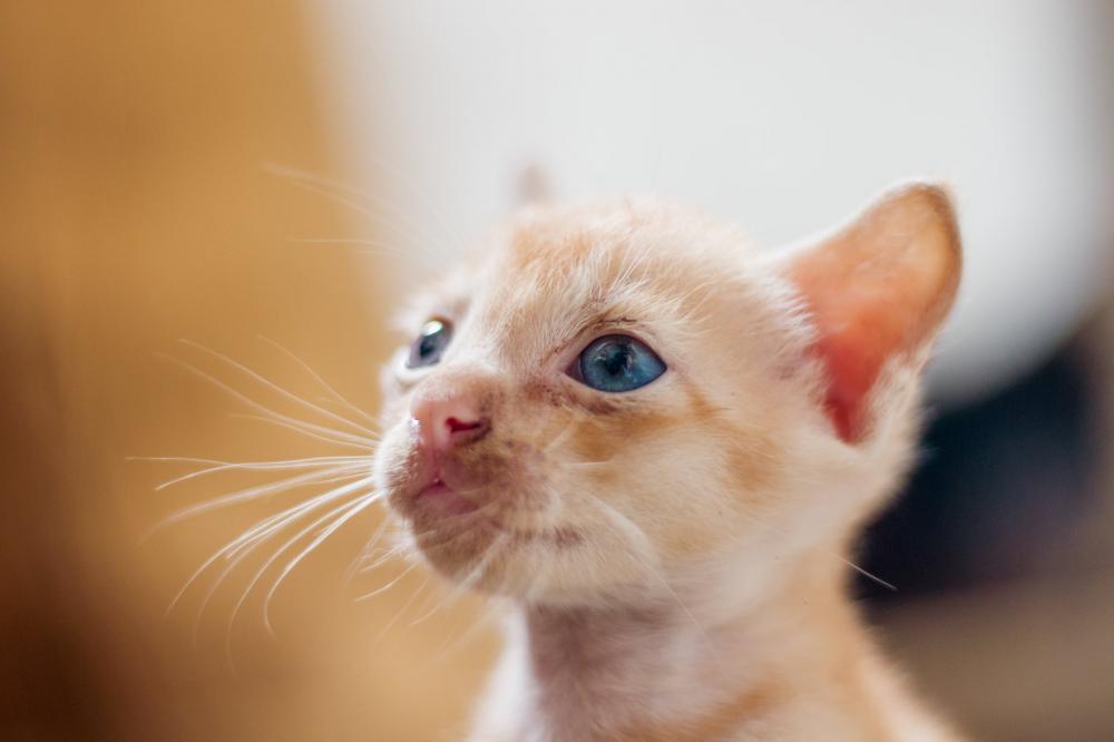 Small Kitten With Bright Blue Eyes Photo Small Kitten With Bright Blue Eyes Photo