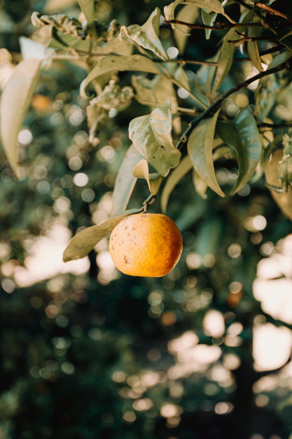 Orange Hanging From Orange Tree Photo Orange Hanging From Orange Tree Photo