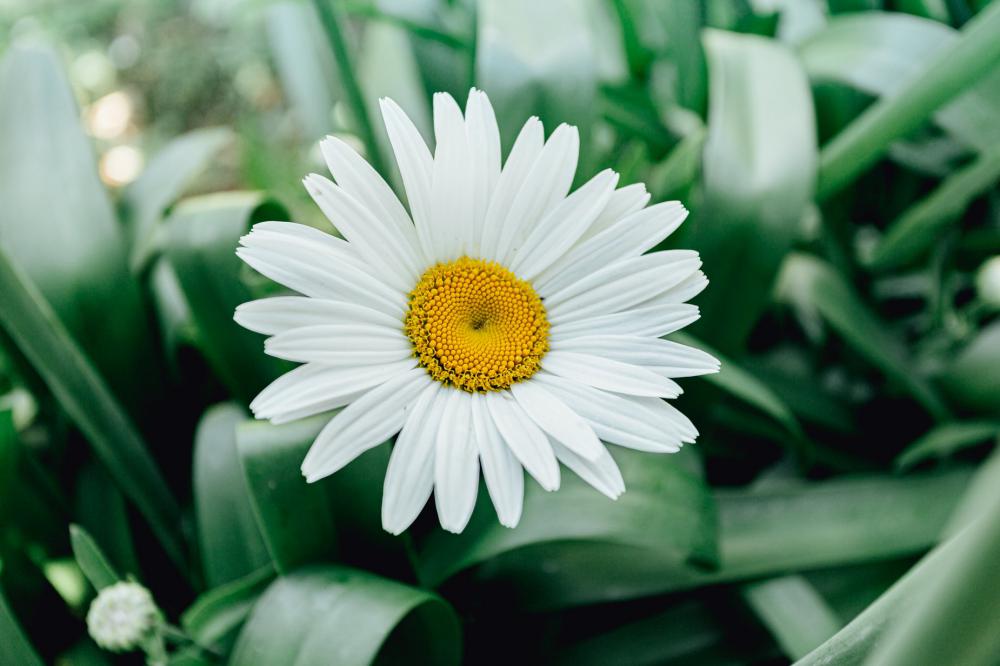 Bright White Daisy Surrounded By Foliage Photo Bright White Daisy Surrounded By Foliage Photo