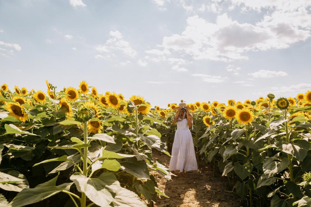 Photographer Frames Their Photo In A Sunflower Field Photo Photographer Frames Their Photo In A Sunflower Field Photo