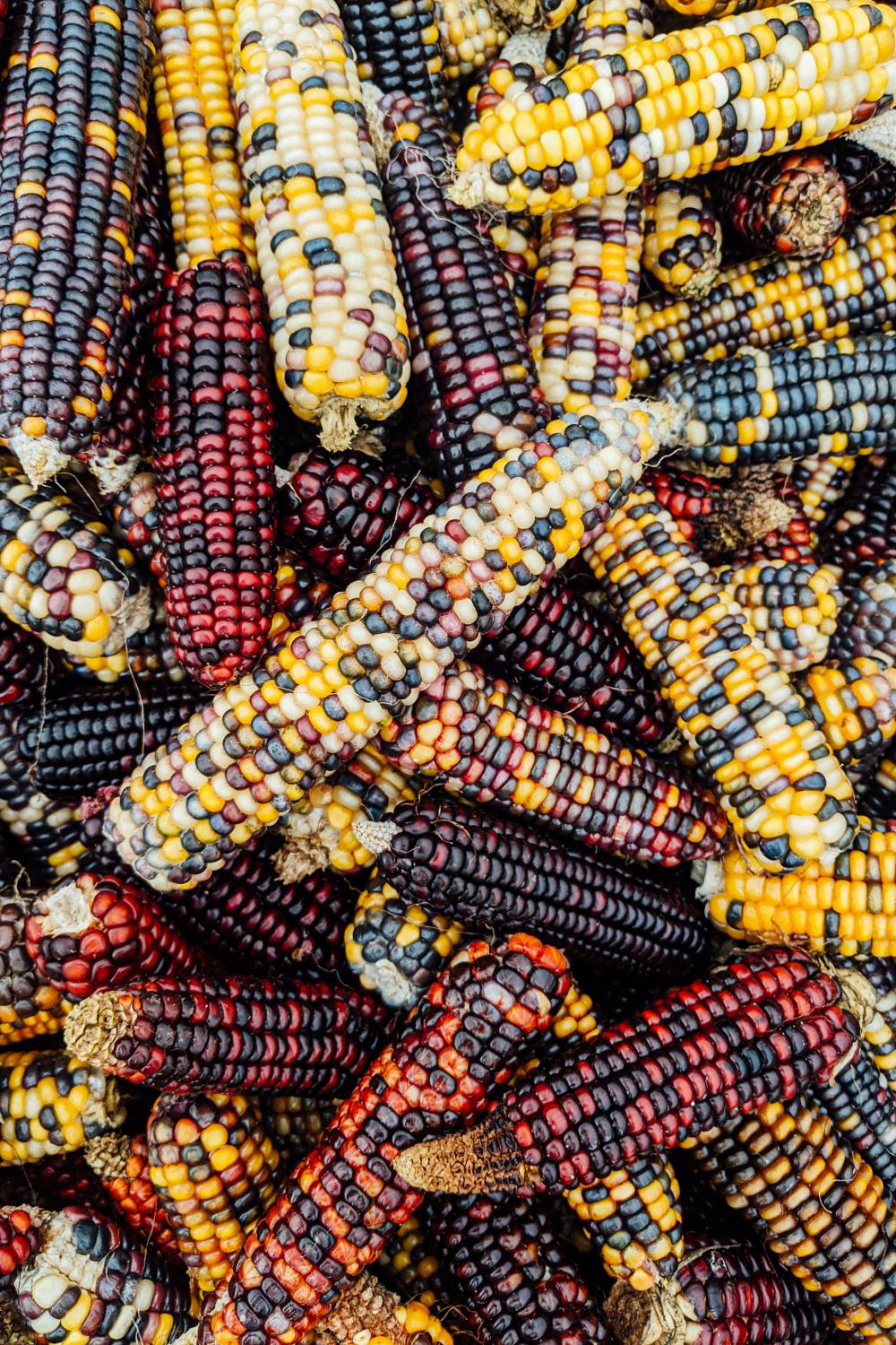 Multicolored Husked Corn Stacked Photo Multicolored Husked Corn Stacked Photo