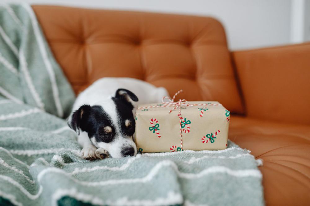 Christmas with the little dog Christmas with the little dog