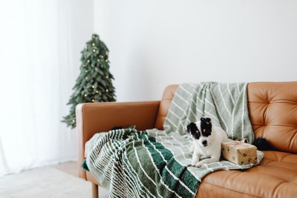 Christmas with the little dog Christmas with the little dog