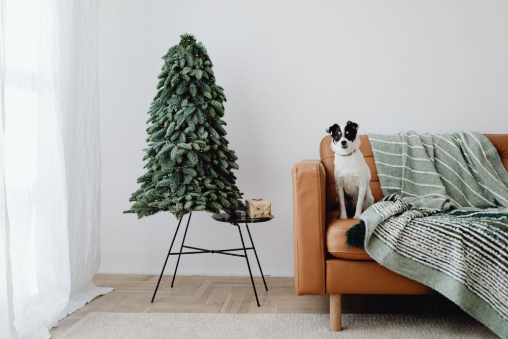 Christmas with the little dog Christmas with the little dog