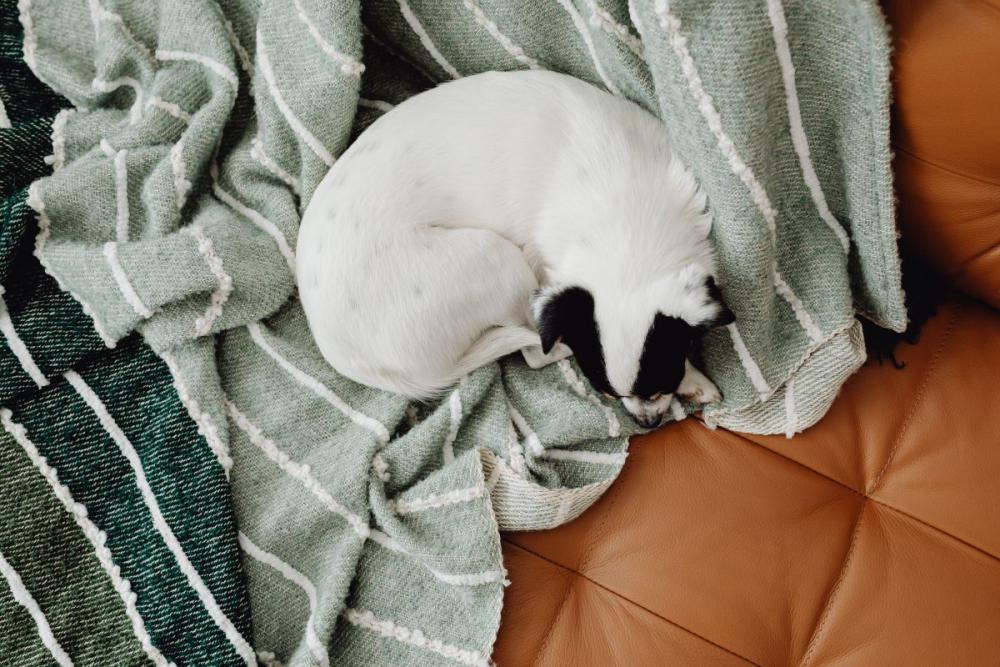 Christmas with the little dog Christmas with the little dog