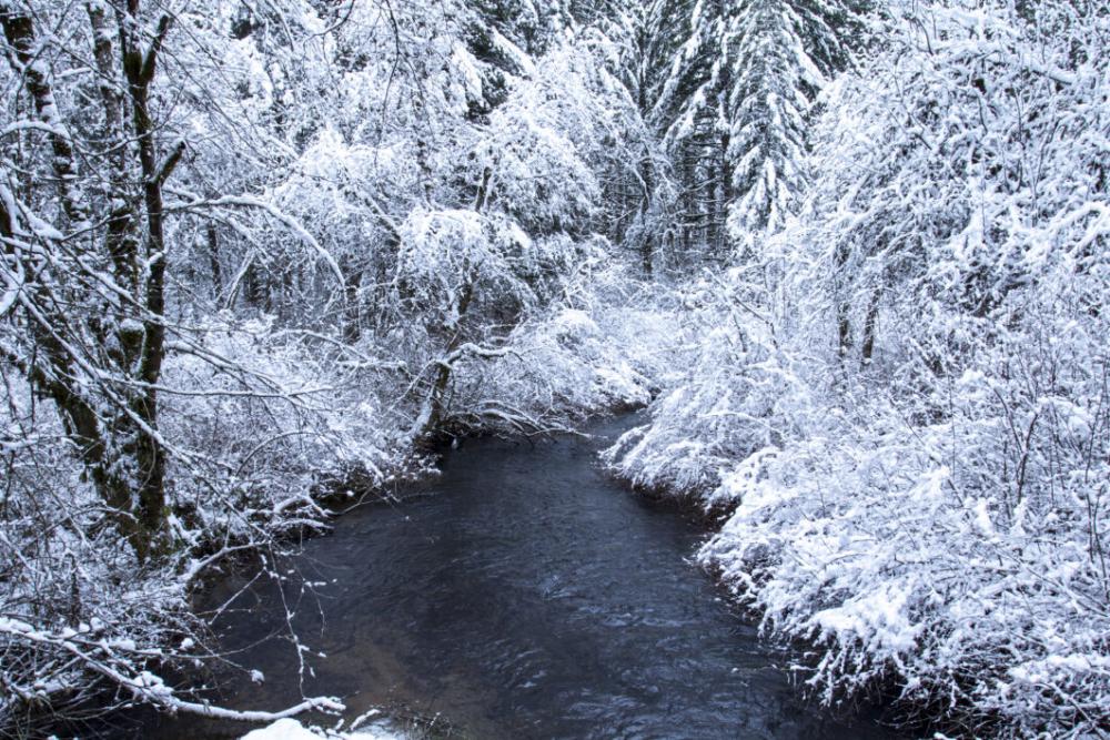 Trees Winter Snow Free Photo Trees Winter Snow Free Photo
