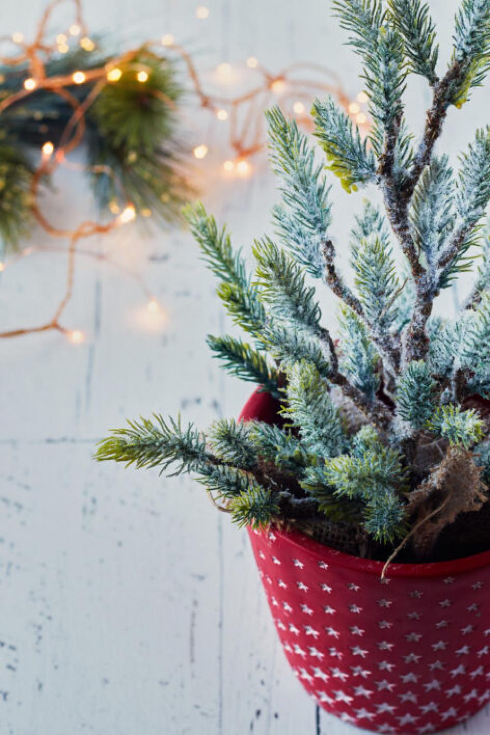 Christmas Tree Background Free Photo Christmas Tree Background Free Photo
