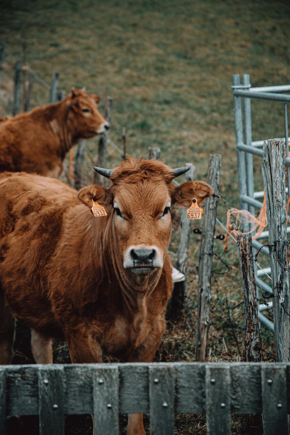Young Cow Stairs Into The Camera Photo Young Cow Stairs Into The Camera Photo