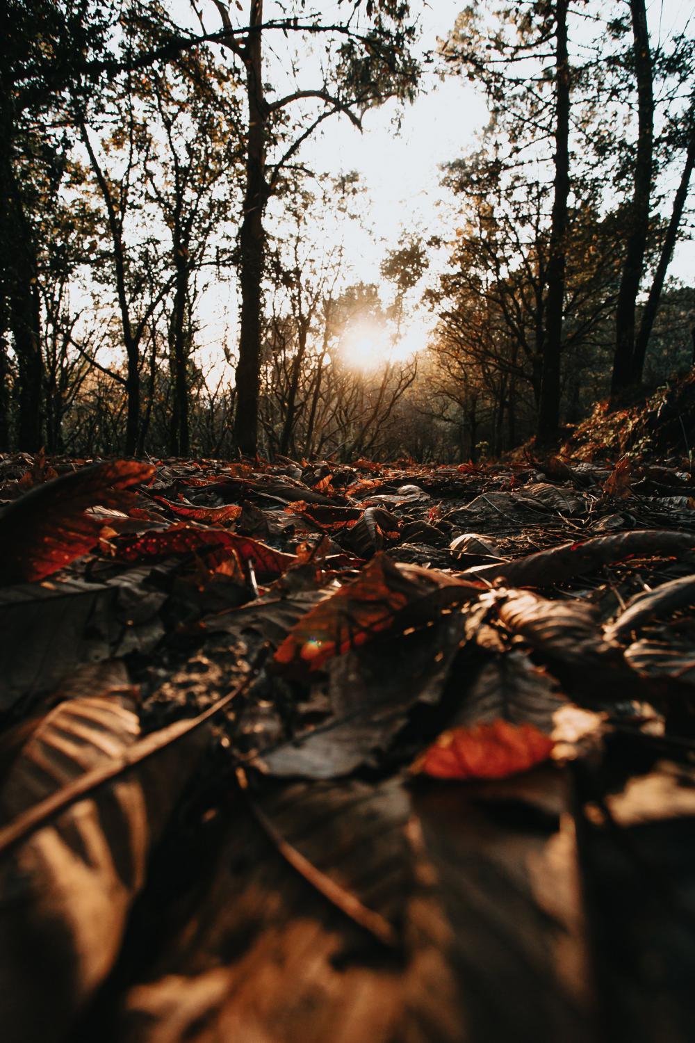 View Of The Forest Floor Photo View Of The Forest Floor Photo