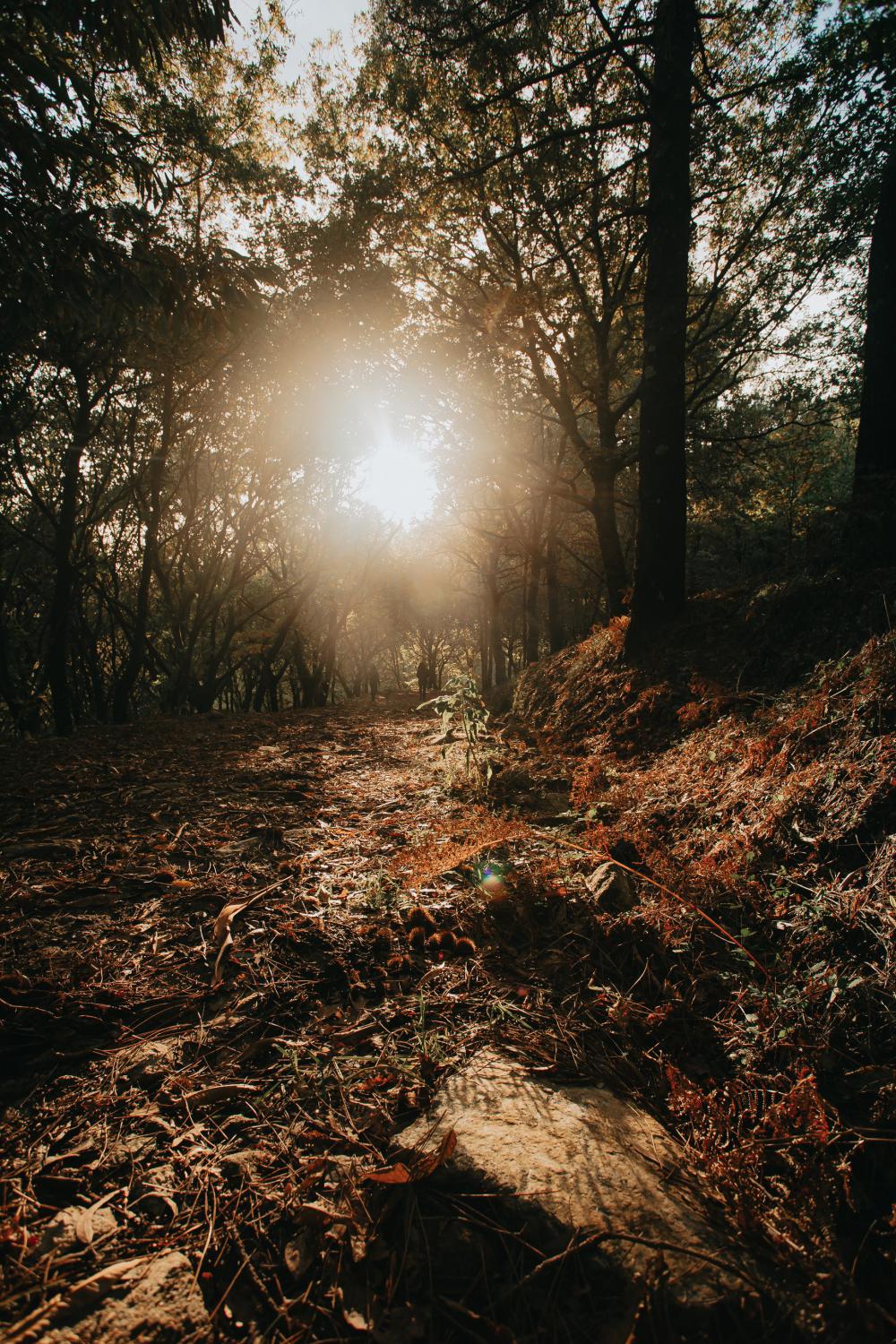 Forest Silhouette At Sunset Photo Forest Silhouette At Sunset Photo
