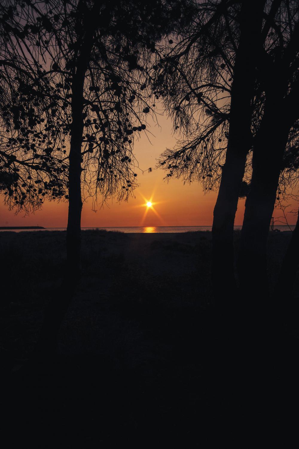 Sun Sets Through Two Tall Silhouetted Trees Photo Sun Sets Through Two Tall Silhouetted Trees Photo
