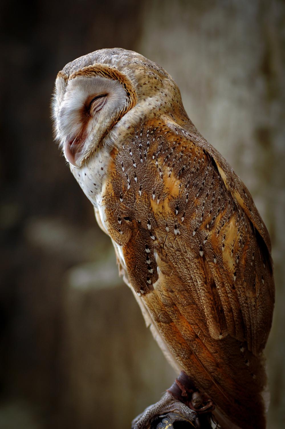 White And Gold Owl With Eyes Closed Photo White And Gold Owl With Eyes Closed Photo