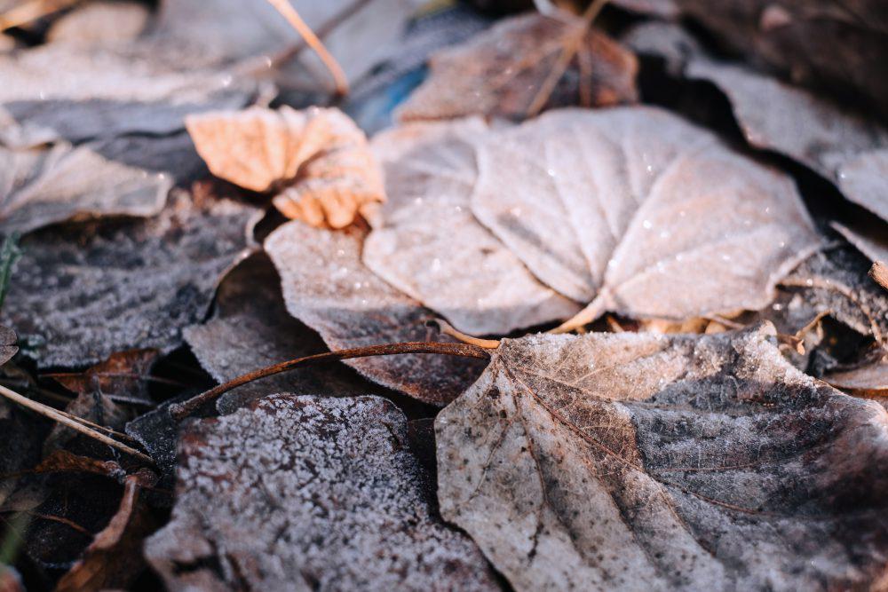 Frosted leaves 11 Frosted leaves 11