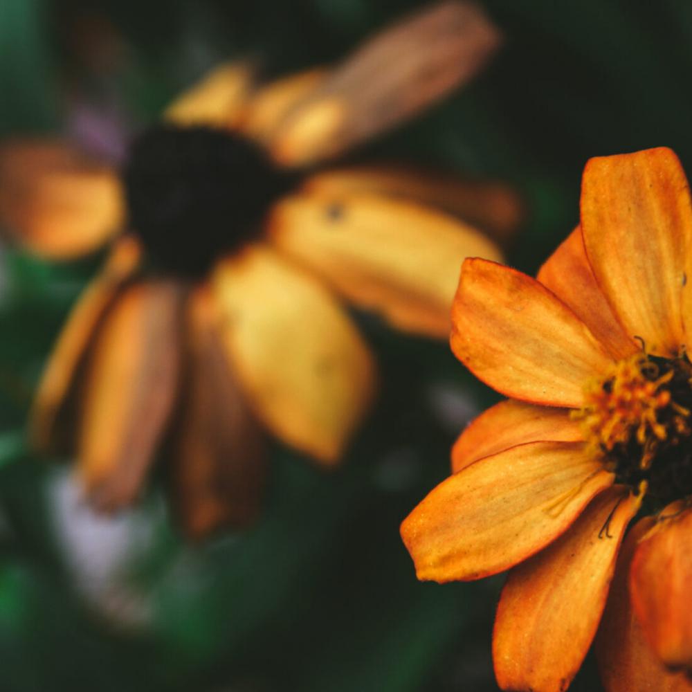 Bokeh Flowers Nature Bokeh Flowers Nature