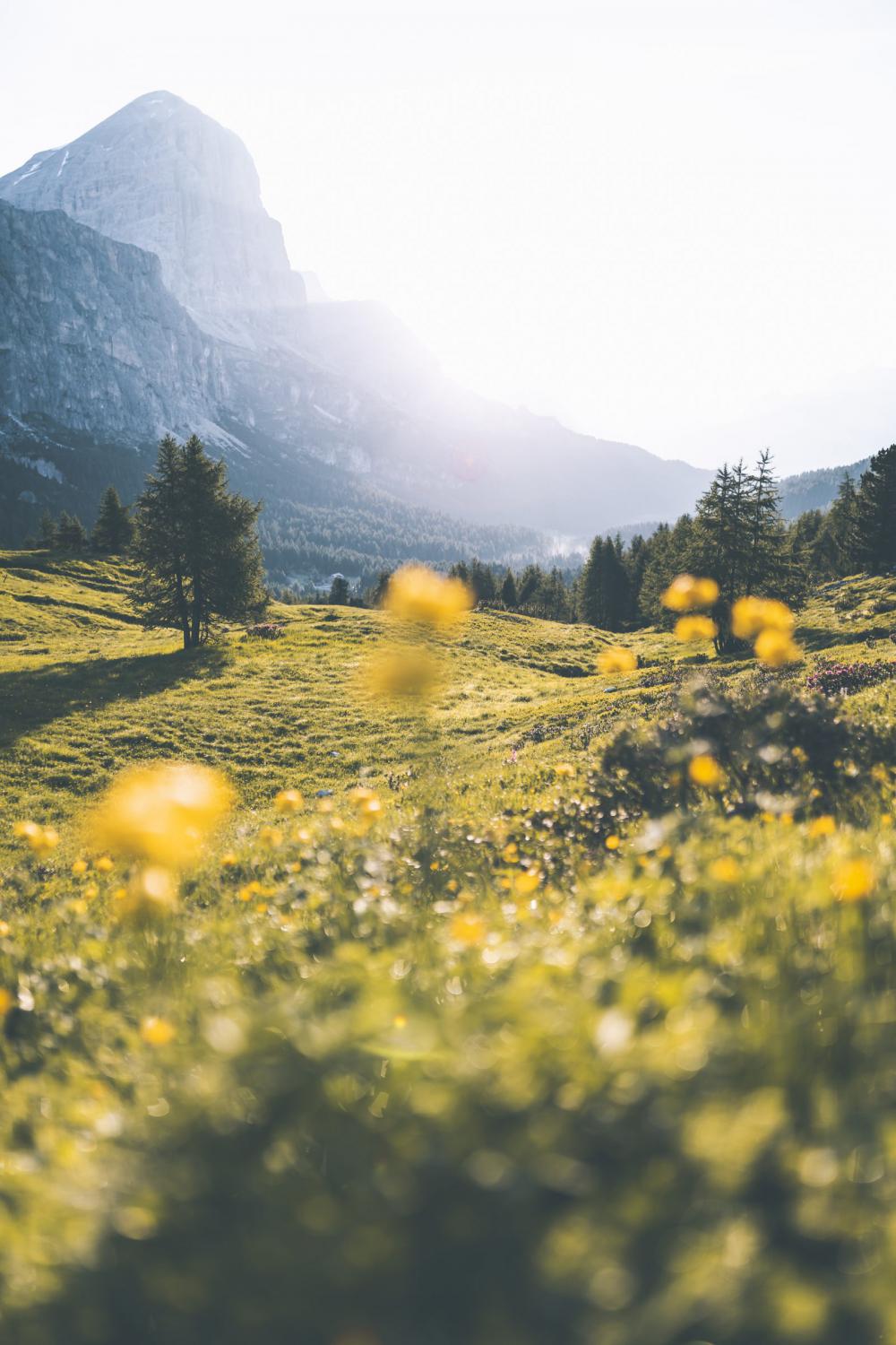 Flowers fields Flowers fields
