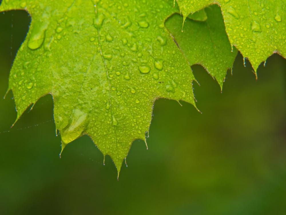 Leaf Dew Rain Free Photo Leaf Dew Rain Free Photo