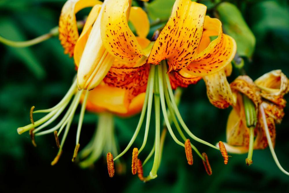 Orange Flower Nature Free Photo Orange Flower Nature Free Photo