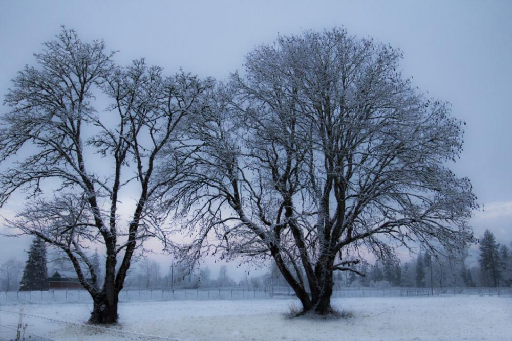 Trees Winter Free Photo Trees Winter Free Photo