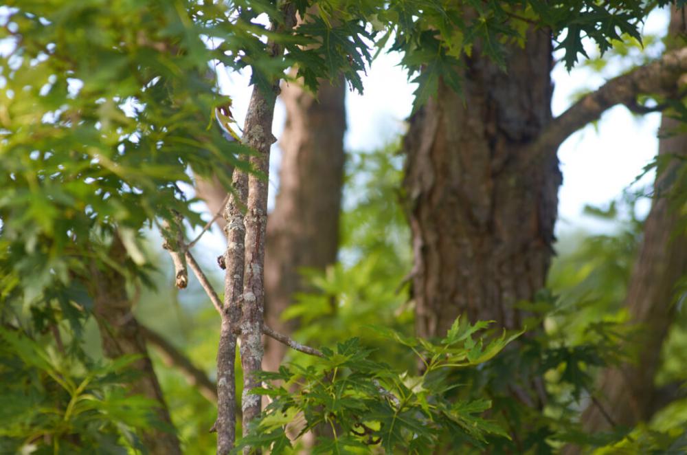 Maple Tree Leaves Free Photo Maple Tree Leaves Free Photo