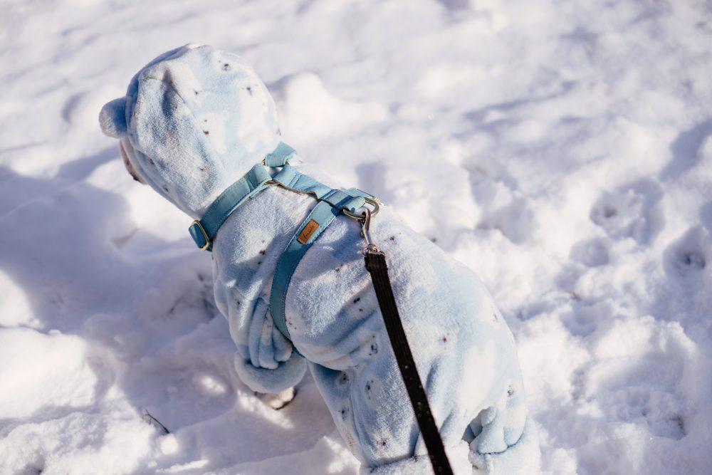 French Bulldog wearing a blue fleece onesie in winter 8 French Bulldog wearing a blue fleece onesie in winter 8