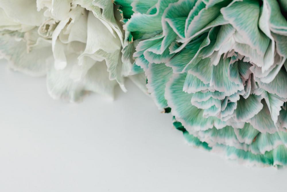 Colorful carnations flowers - Dianthus caryophyllus Colorful carnations flowers - Dianthus caryophyllus