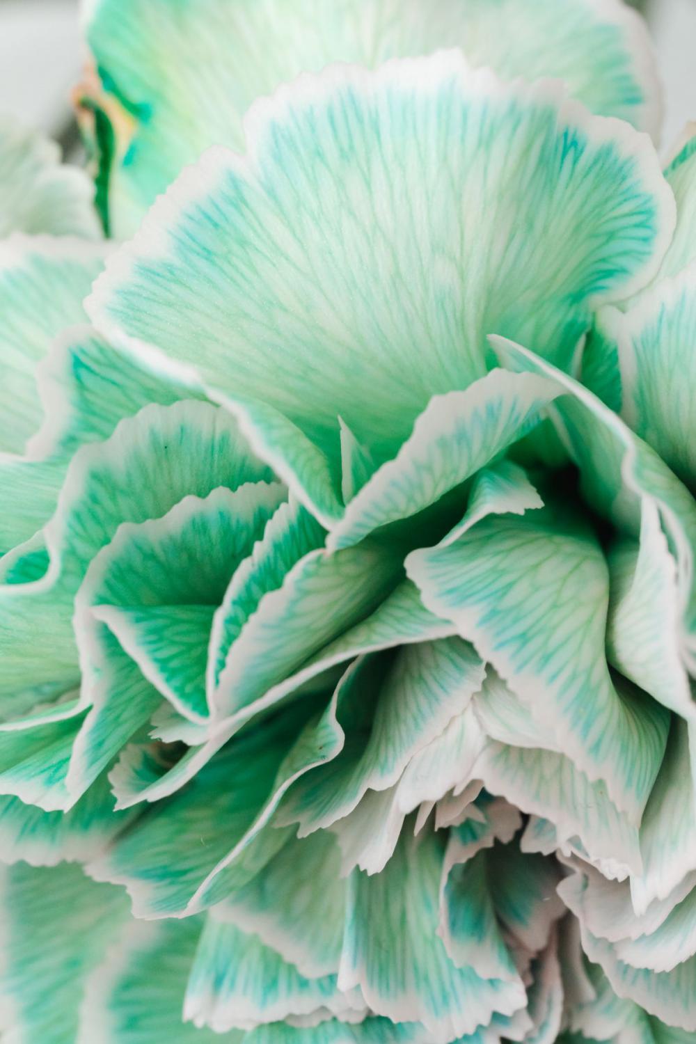 Colorful carnations flowers - Dianthus caryophyllus Colorful carnations flowers - Dianthus caryophyllus