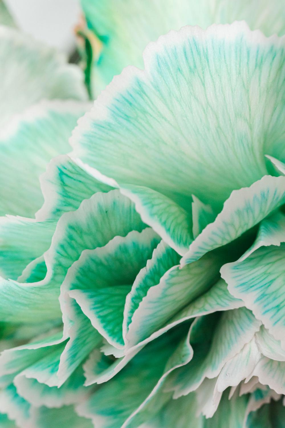 Colorful carnations flowers - Dianthus caryophyllus Colorful carnations flowers - Dianthus caryophyllus