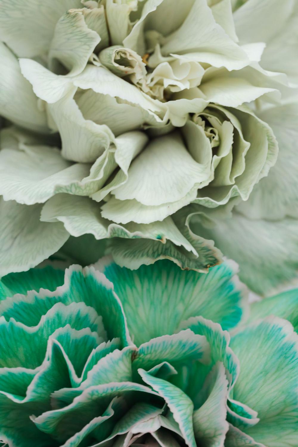 Colorful carnations flowers - Dianthus caryophyllus Colorful carnations flowers - Dianthus caryophyllus