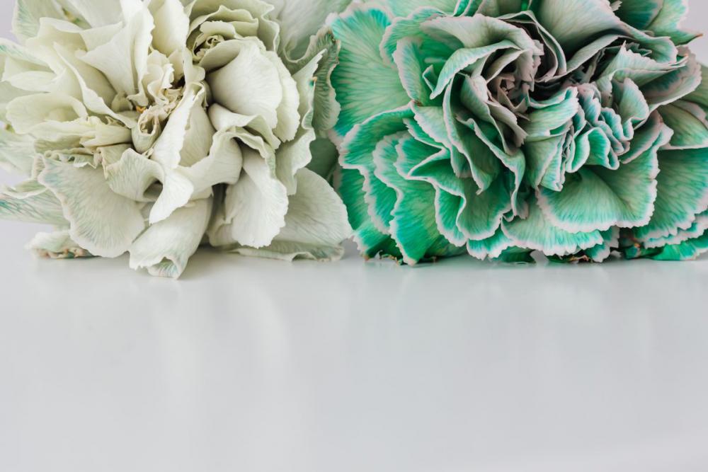 Colorful carnations flowers - Dianthus caryophyllus Colorful carnations flowers - Dianthus caryophyllus
