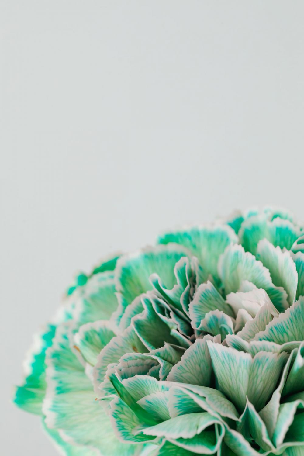 Colorful carnations flowers - Dianthus caryophyllus Colorful carnations flowers - Dianthus caryophyllus