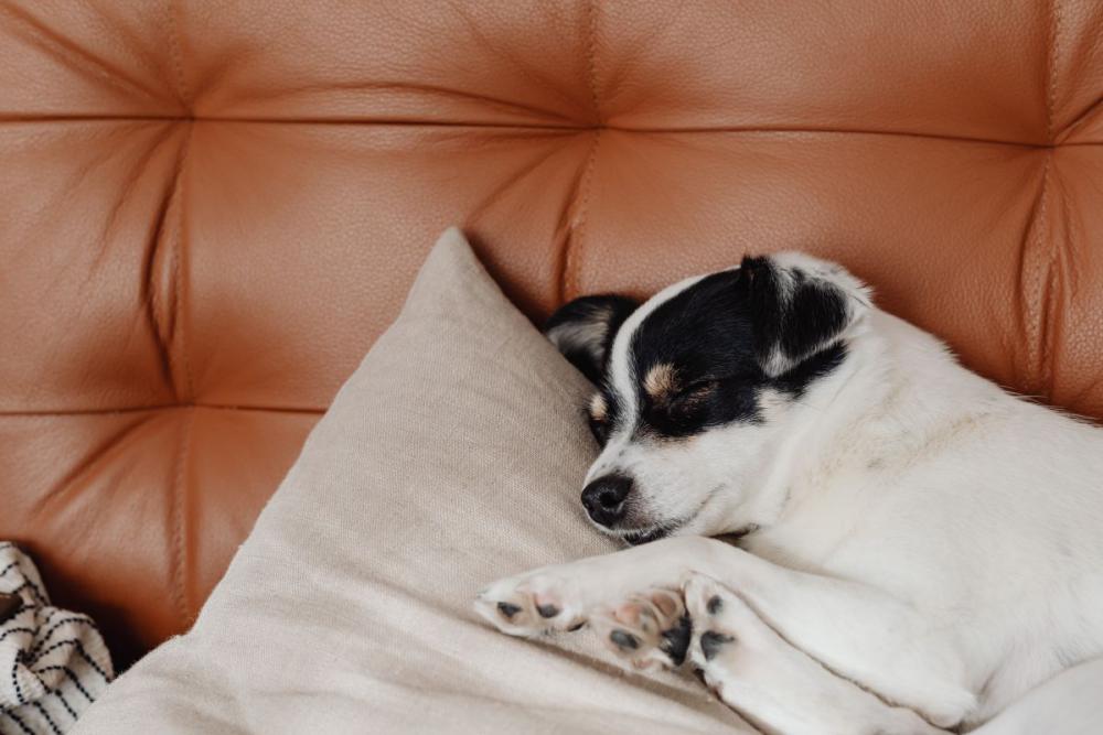 White dog with black spots on its head White dog with black spots on its head