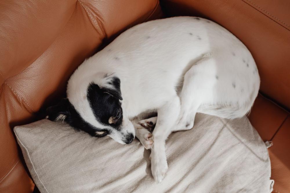 White dog with black spots on its head White dog with black spots on its head