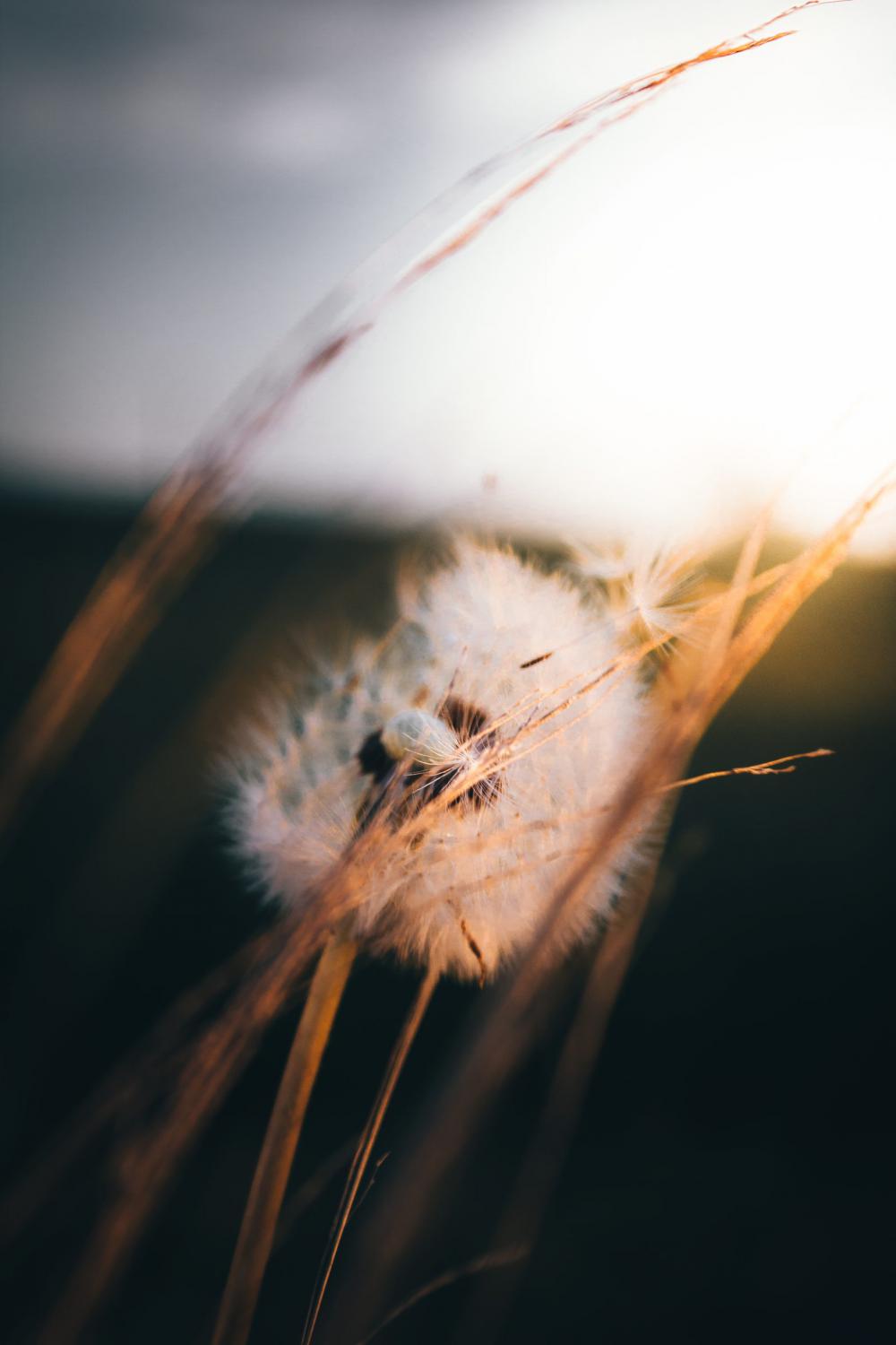 Dandelion Dandelion